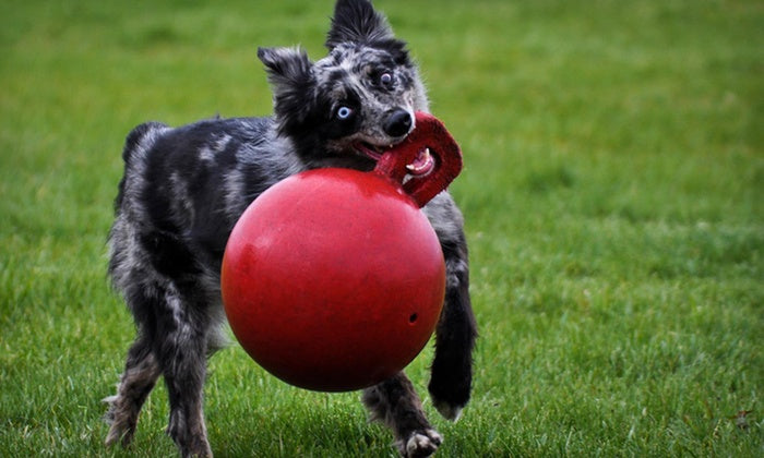 Jolly Pets Tug-n-Toss Ball