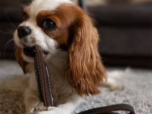 SWAGGIN TAILS TUG AND TOSS