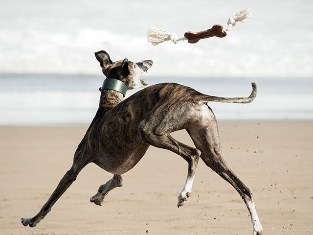 SWAGGIN TAILS DOG BONE
