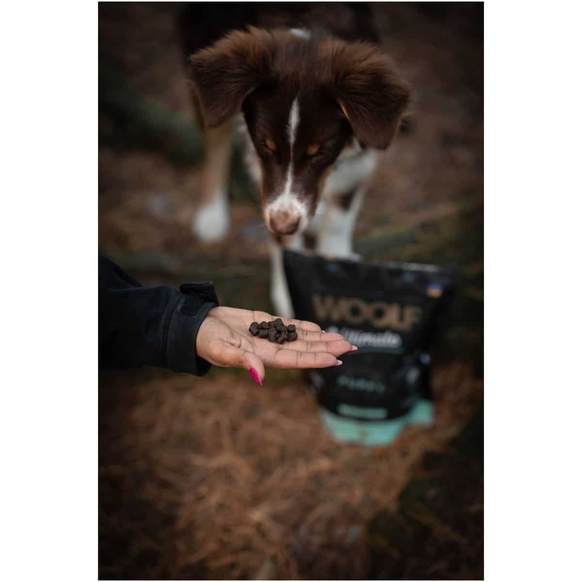 WOOLF ULTIMATE, PUPPY