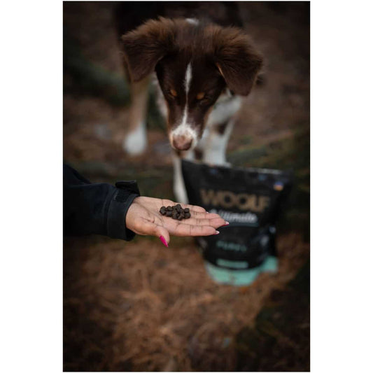 WOOLF ULTIMATE, PUPPY