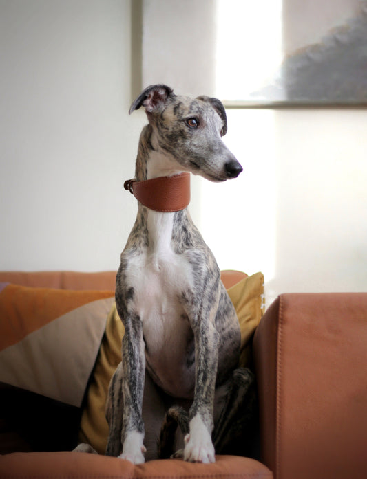 Waudog soft Greyhound Collar