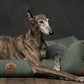 SWAGGIN TAILS SÖMNIG HUNDESENG