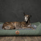 SWAGGIN TAILS SÖMNIG HUNDESENG